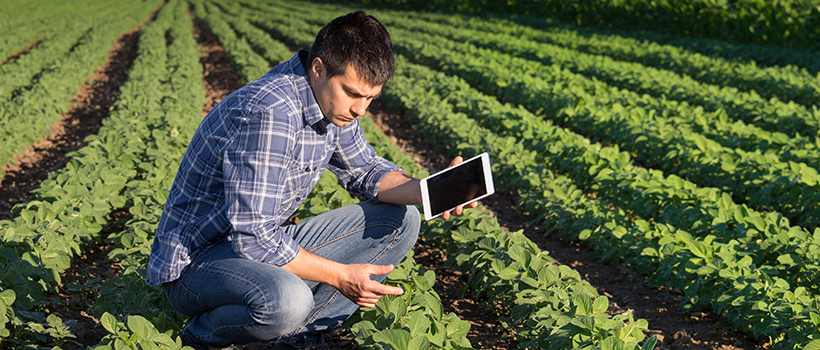 Man in field inspecting lettuce type crop with digital tablet