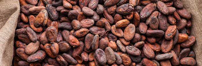 Cocoa beans in a sack