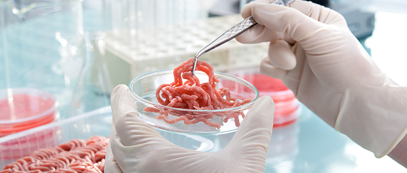Minced beef in petri dish being picked up with tweezers