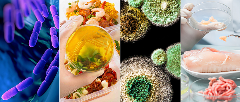 Microbiology graphic with food, agar plates and bacteria growth