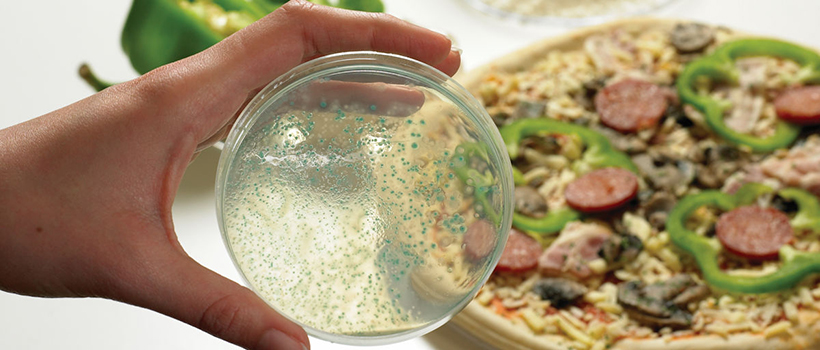 Agar plate with pizza in background