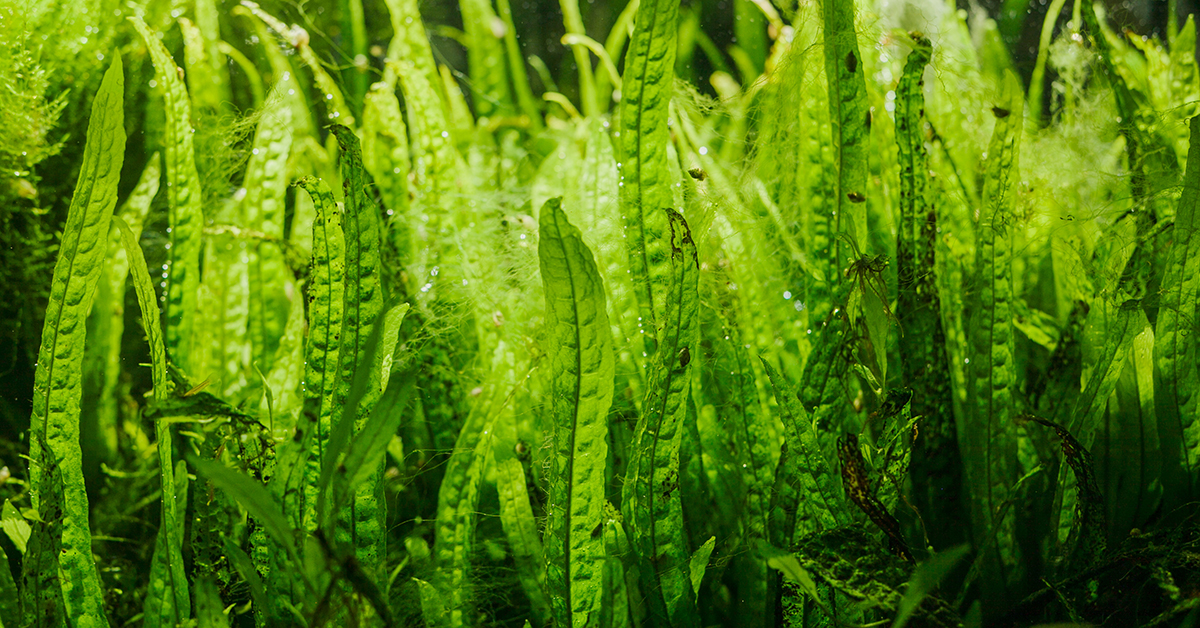 Algae and seaweed growing in water