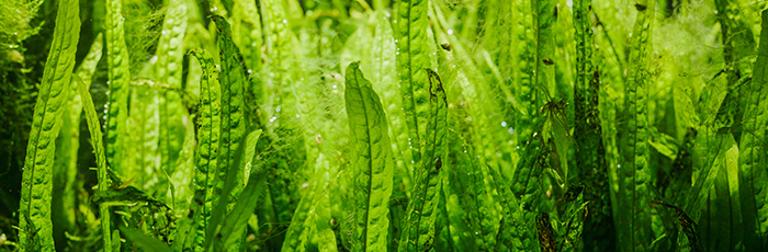 Algae and seaweed growing in water