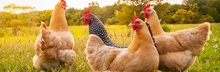 Close up of chickens in a field