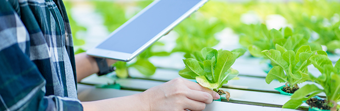 Farmer checking crop with electronic tablet in hand