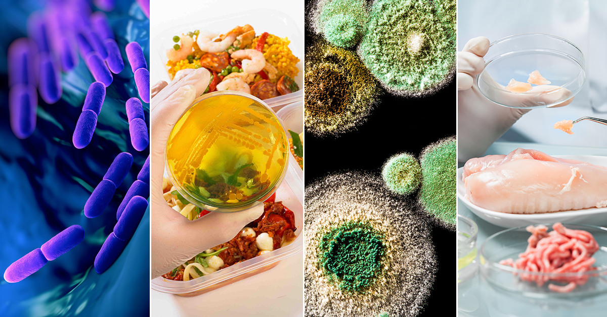 Collage of microbiology pictures including growth on agar plate and chicken in laboratory