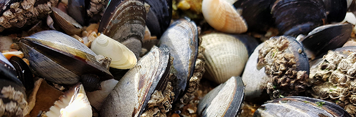 Mussels and shellfish attached to sea rock