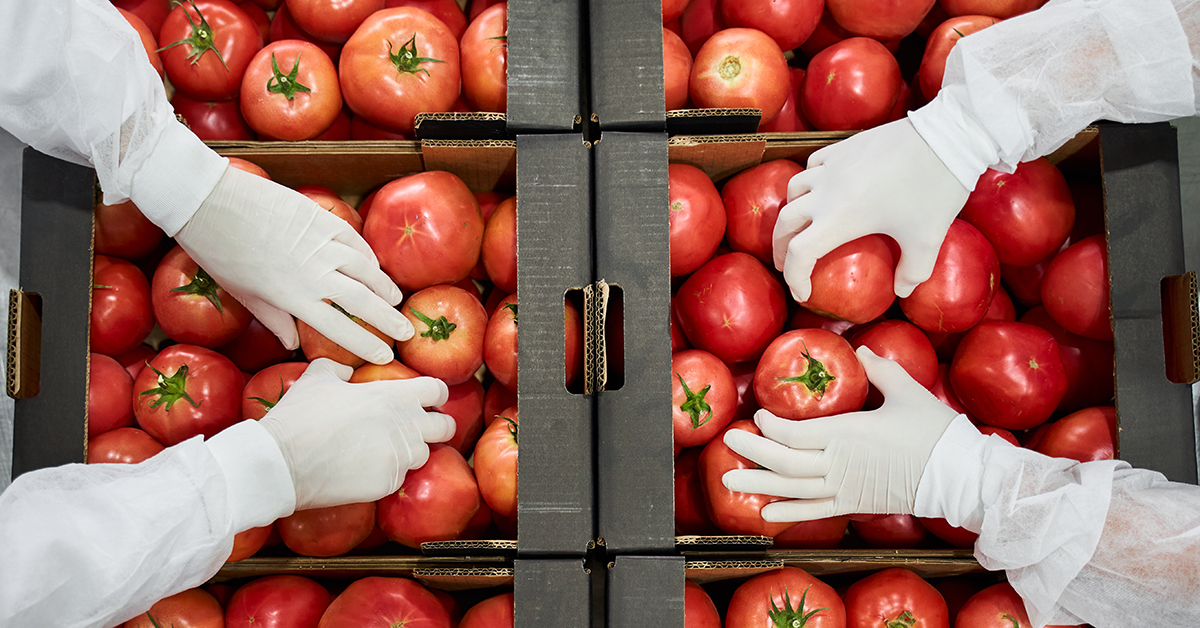 Factory workers sorting tomatoes in boxes