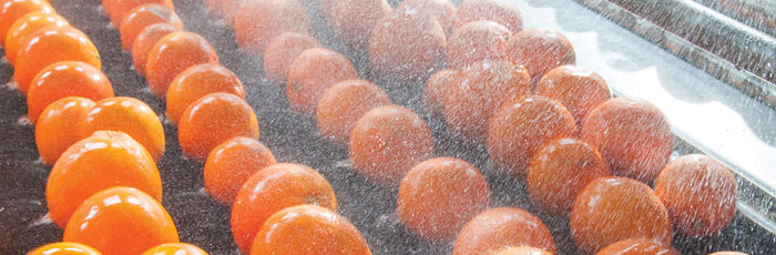 Tomatoes being cleaned on a production line