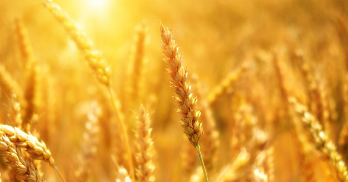 Close up shot of wheat growing in field with sunlight bursting through