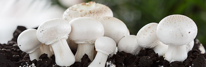 White mushrooms growing in soil